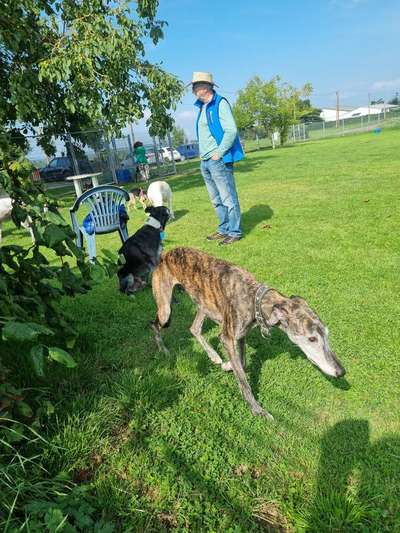 Windhunde - Treffen der besonderen Schönheiten
HERZLICH WILLKOMMEN-Beitrag-Bild