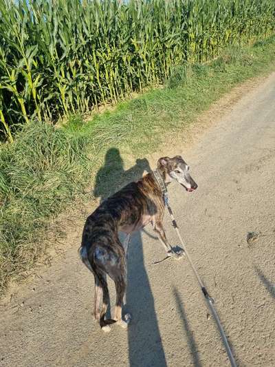 Windhunde - Treffen der besonderen Schönheiten
HERZLICH WILLKOMMEN-Beitrag-Bild