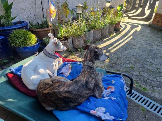 Windhunde - Treffen der besonderen Schönheiten
HERZLICH WILLKOMMEN-Beitrag-Bild