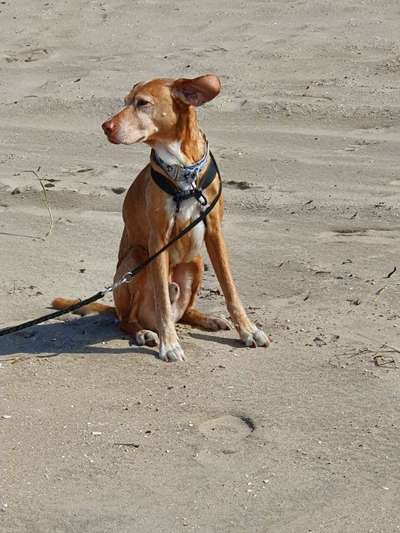 Die Dogorama Wochen Challenge: “Dein Hund im Urlaub”-Beitrag-Bild