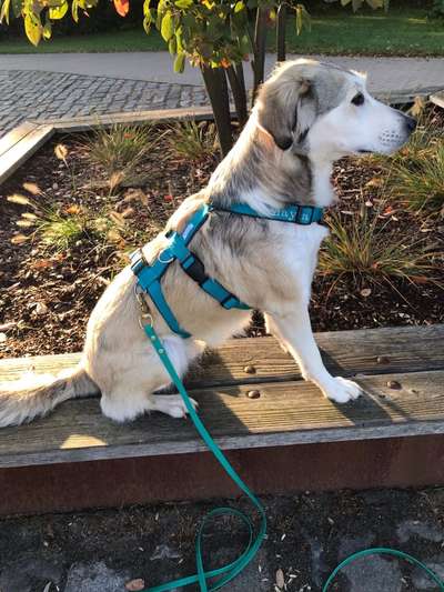 Gut sitzendes Geschirr für sehr spitz zulaufenden Brustkorb-Beitrag-Bild