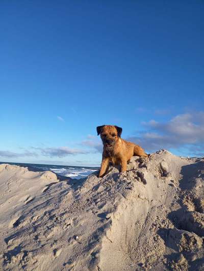 Hallo an alle Border Terrier!-Beitrag-Bild