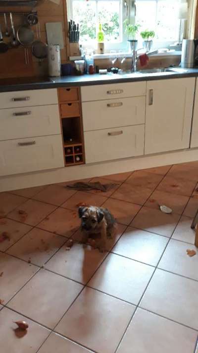 Hund knabbert ALLES an-Beitrag-Bild