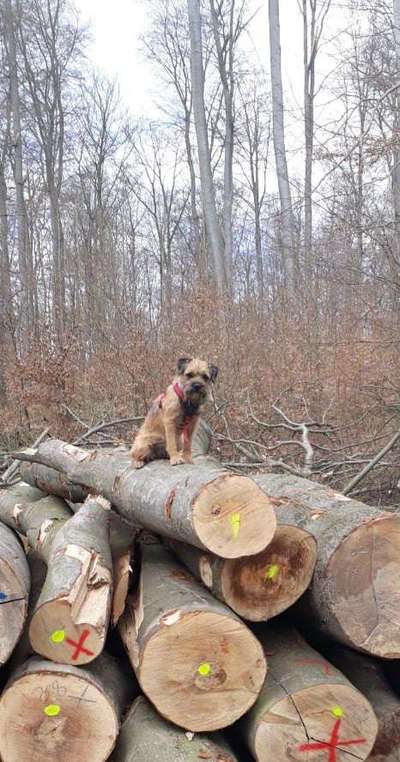 Hallo an alle Border Terrier!-Beitrag-Bild