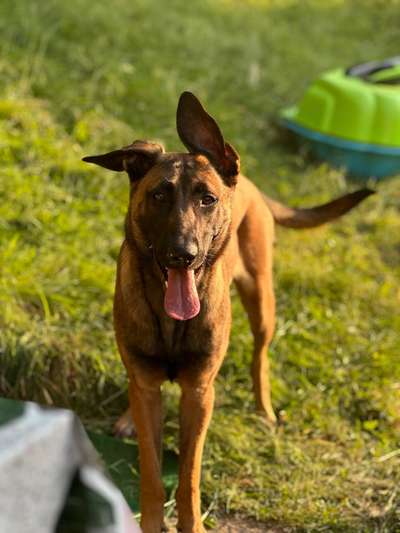 Hundetreffen-Freunde zum Spielen uns Gassi gehen gesucht.-Bild