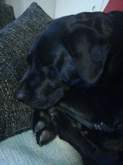 Labradorfans-Beitrag-Bild