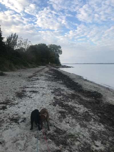 Hundeauslaufgebiet-Hundestrand Neukirchen-Bild