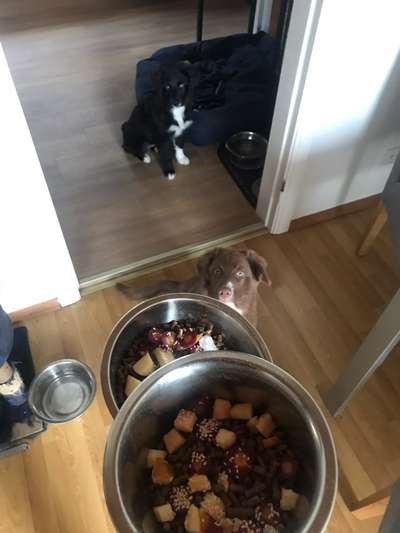 Zeigt her Eure Futternäpfe-Beitrag-Bild