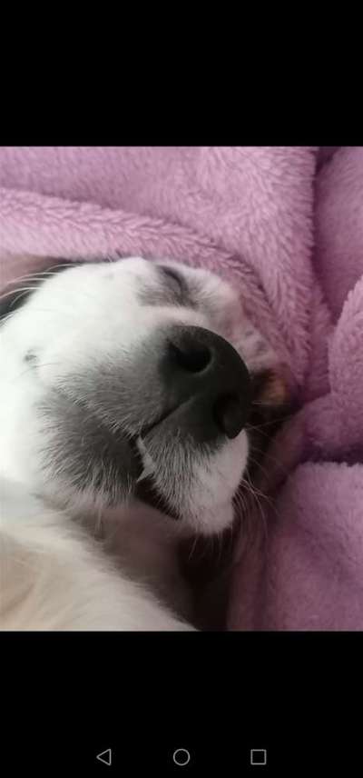 Die Dogorama-Wochen-Challenge "Die schönste Grimasse"-Beitrag-Bild