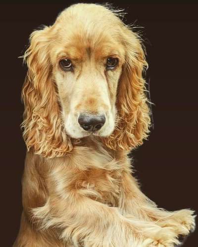 Hunde Porträt (Portrait) Galerie....-Beitrag-Bild