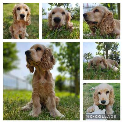 Englisch Cocker Spaniel-Beitrag-Bild