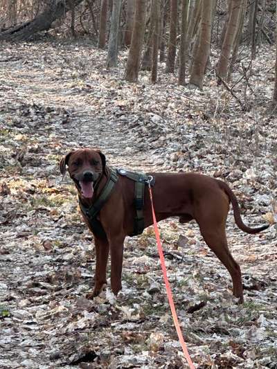 Hundetreffen-Spielfreundschaft gesucht-Bild