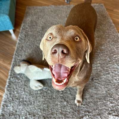 Hundetreffen-Spiel- und Gassipartner gesucht-Bild