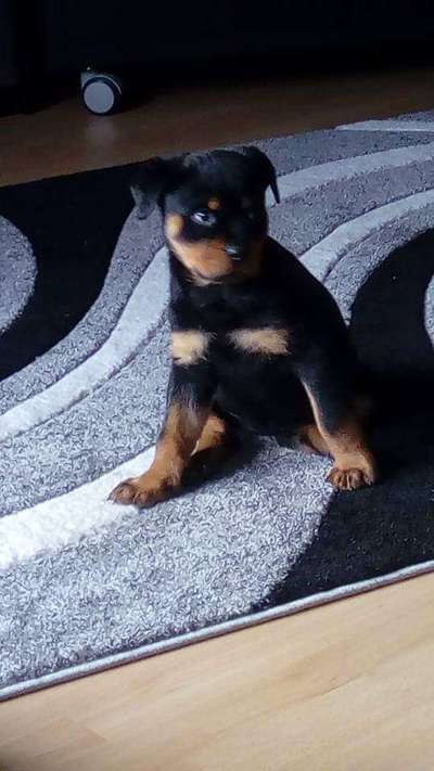 Welpen Bilder !-Beitrag-Bild