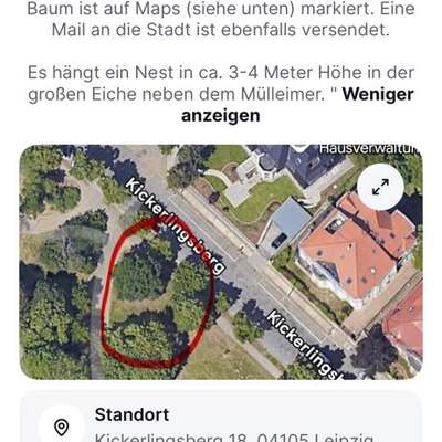 Giftköder-Eichenprozessionsspinner-Bild