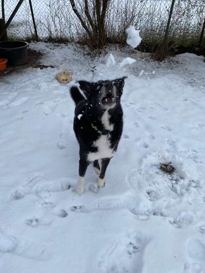 Hundebilder-Beitrag-Bild