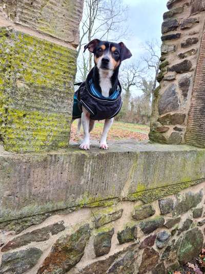 Dansky (Dansk-Svensk Gårdshund)-Beitrag-Bild