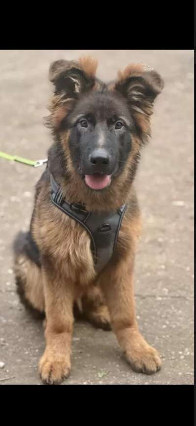 Hundetreffen-Welpentreff Winnenden /Umgebung-Bild