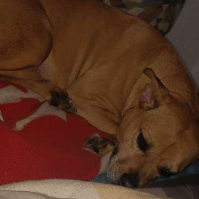 Hundetreffen-Spielkameraden und Gassi Partner gesucht, gerne auch gruppen :-)-Bild