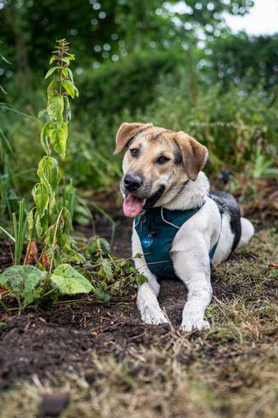 Hundetreffen-Junghünden sucht Spiel und Gassi Partner-Bild