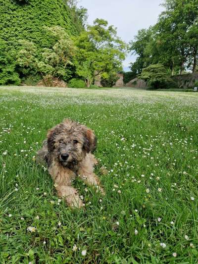 Hundetreffen-Gassi & Spielen (Innenstadt/Main/Weinberge)-Bild