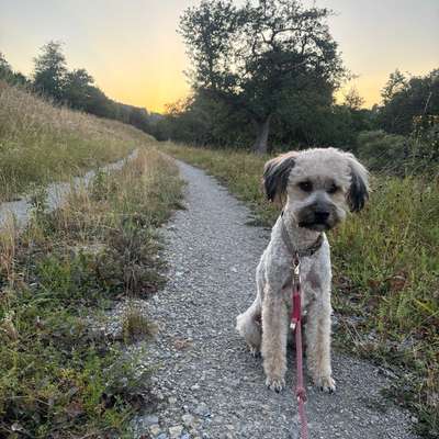 Hundetreffen-Gassi & Spielen (Innenstadt/Main/Weinberge)-Bild