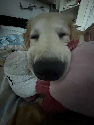 Hunde Porträt (Portrait) Galerie....-Beitrag-Bild