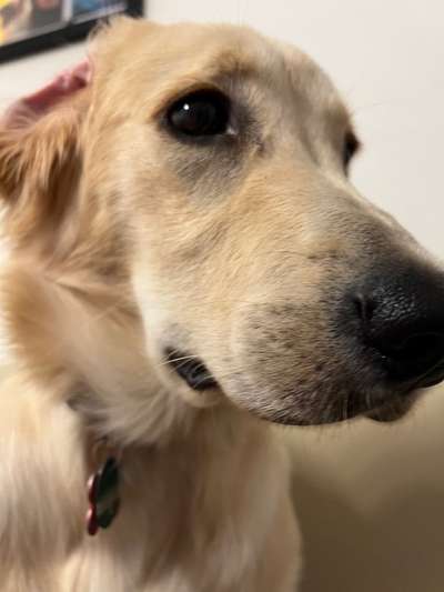 Hunde Porträt (Portrait) Galerie....-Beitrag-Bild