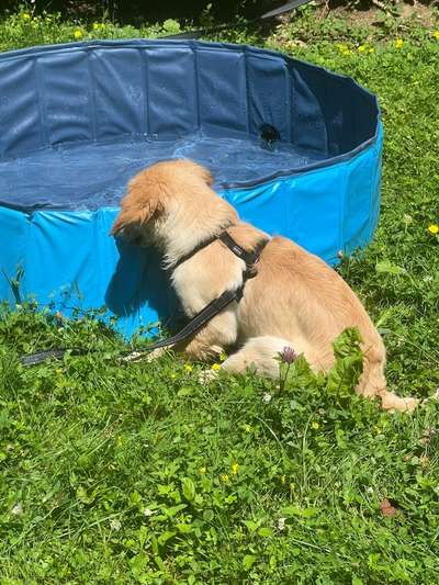 Hunde Porträt (Portrait) Galerie....-Beitrag-Bild