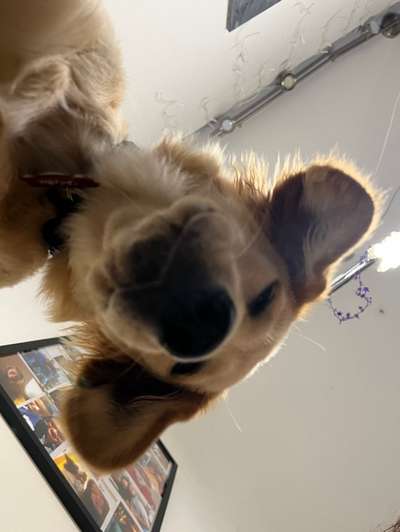 Hunde Porträt (Portrait) Galerie....-Beitrag-Bild