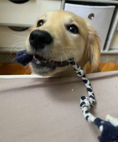 Hunde Porträt (Portrait) Galerie....-Beitrag-Bild