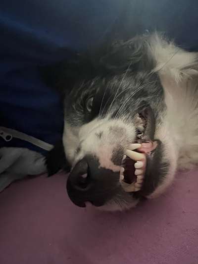 Hunde Porträt (Portrait) Galerie....-Beitrag-Bild