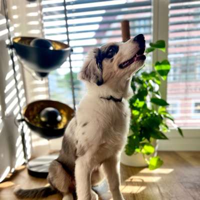 Hundetreffen-Suche Hund mit guter Körpersprache zum lernen für meinen Welpen-Bild