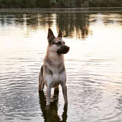 Hundetreffen-Gemeinsam spielen Gras fressen und Zeitung lesen 🌞-Bild