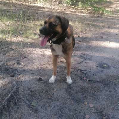 Hundetreffen-Sozialkontakt-Bild