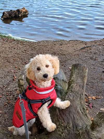 Hundetreffen-Kleine Junghunde treffen-Bild