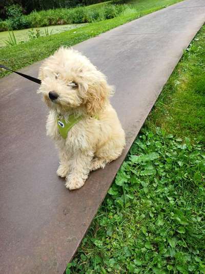 Maltipoo Freunde-Beitrag-Bild