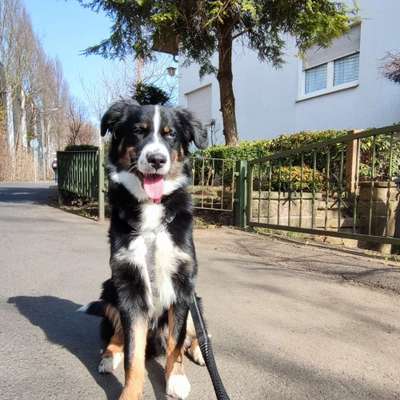 Hundetreffen-Schweinfurt-Bild