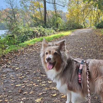 Hundetreffen-Trainingspartner-Bild