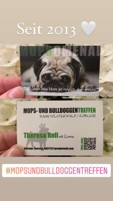 Hundetreffen-Mops und Bulldoggentreffen Koblenz/Westerwald-Bild