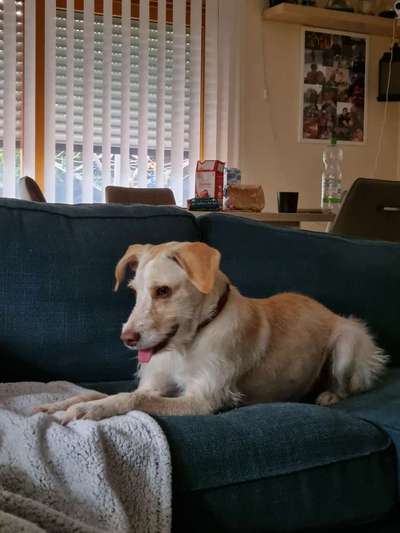 Podencomischling oder Podenco-Beitrag-Bild