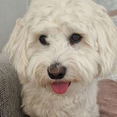 Hundetreffen-Maltesermischling sucht Spielkameraden-Bild