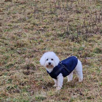 Hundetreffen-Maltesermischling sucht Spielkameraden-Bild