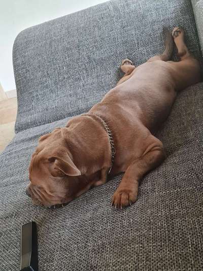 Zeigt mir die lustigsten Schlafpositionen eurer Fellnasen-Beitrag-Bild