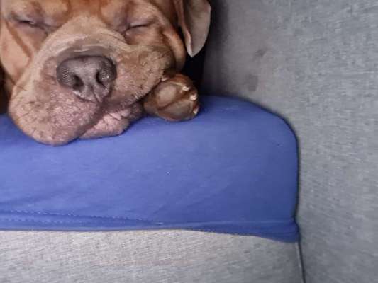 Zeigt her eure Hundenasen-Beitrag-Bild