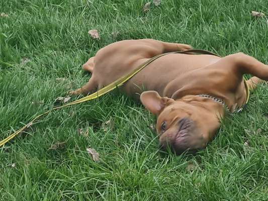 Die Dogorama Wochen Challenge-Beitrag-Bild