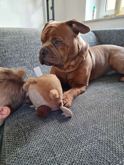 Mischlingshunde Foto Aufruf-Beitrag-Bild