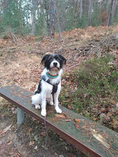 Hundetreffen-Training-Spaziergänge - Spass-Bild
