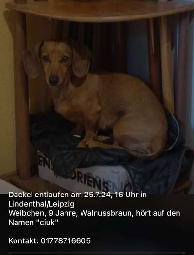 Entlaufene, Gefundene und Vermisste Hunde-Beitrag-Bild