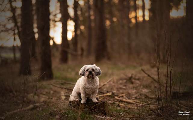 Hundetreffen-Gassirunde in Bad Bodenteich-Bild